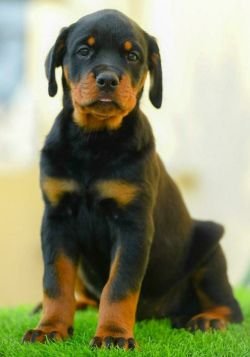 DogsIndia.com - Rottweiler - Hariharan AnbazhaganDogsIndia.com - Rottweiler - Hariharan Anbazhagan