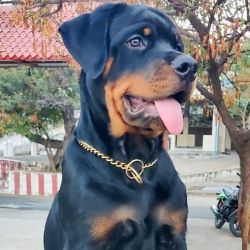 DogsIndia.com - Rottweiler - Hariharan Anbazhagan