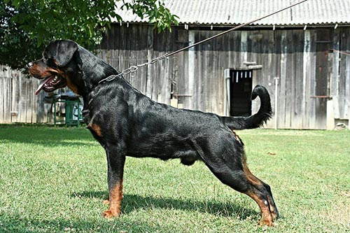 DogsIndia.com - Rottweiler