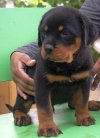 DogsIndia.com - Rottweiler - Joels