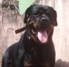 DogsIndia.com - Rottweiler - Lathika Kennels