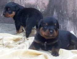 DogsIndia.com - Rottweiler - Lathika Kennels