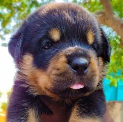 DogsIndia.com - Rottweiler - Lathika Kennels