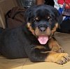 DogsIndia.com - Rottweiler - Lathika Kennels