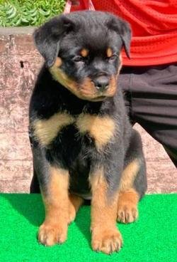 DogsIndia.com - Rottweiler - Lathika Kennels
