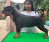 DogsIndia.com - Rottweiler - Lathika Kennels