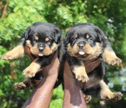 DogsIndia.com - Rottweiler - Lathika Kennels