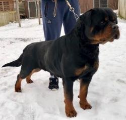 DogsIndia.com - Rottweiler - Lathika Kennels