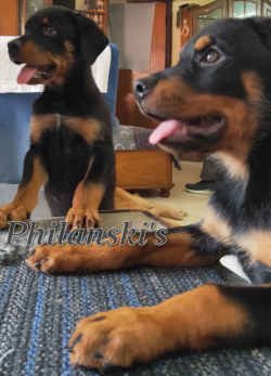 DogsIndia.com - Rottweiler - Philanski