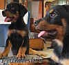 DogsIndia.com - Rottweiler - Philanski