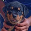 DogsIndia.com - Rottweiler - Philanski