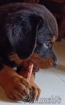 DogsIndia.com - Rottweiler - Philanski