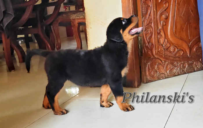 DogsIndia.com - Rottweiler - Philanski