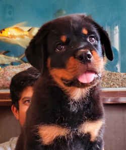 DogsIndia.com - Rottweiler - Philanski