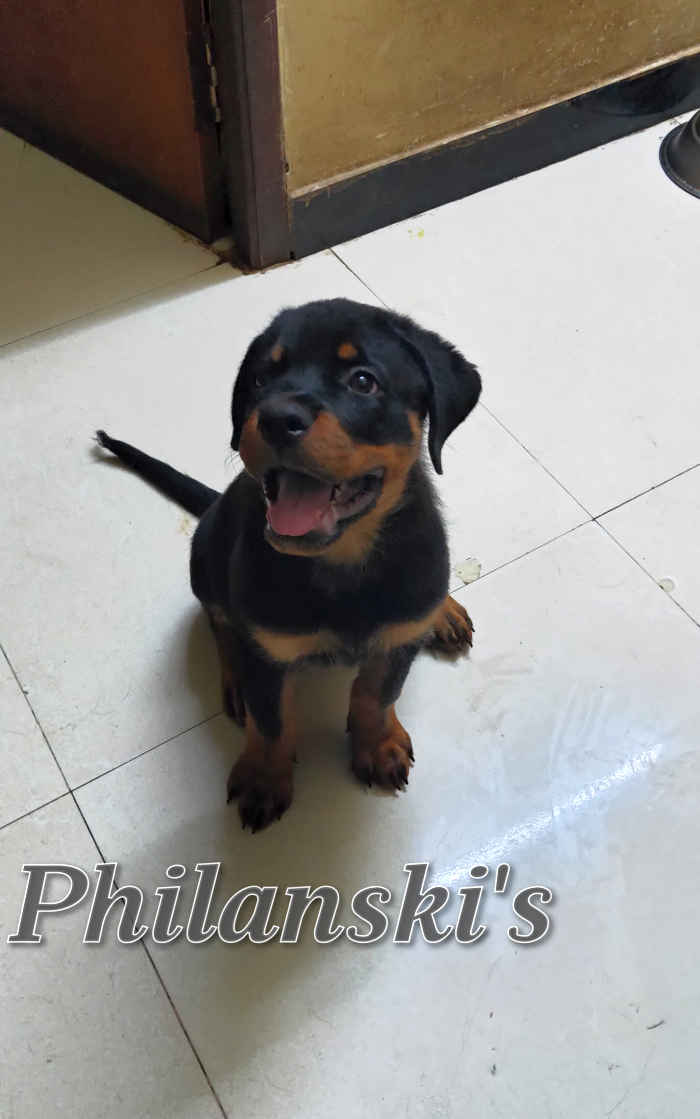 DogsIndia.com - Rottweiler - Philanski