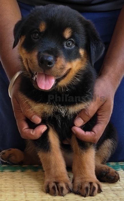 DogsIndia.com  Rottweiler  Philanski