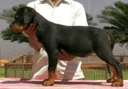 DogsIndia.com - Rottweiler - Prithviraj