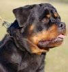 DogsIndia.com - Rottweiler - Prithviraj