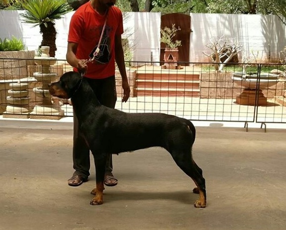 DogsIndia.com - Rottweiler - Prithviraj