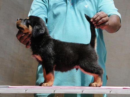 40 days rottweiler puppy