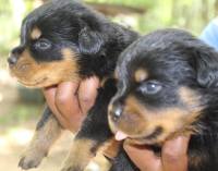 DogsIndia.com - Rottweiler - Rajan