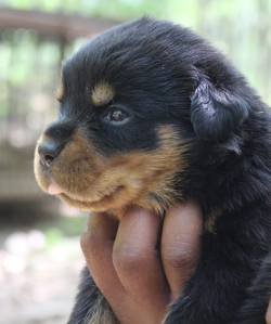 DogsIndia.com - Rottweiler - Rajan