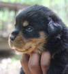 DogsIndia.com - Rottweiler - Rajan