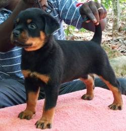 DogsIndia.com - Rottweiler - Rajan