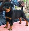 DogsIndia.com - Rottweiler - Rajan