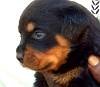 DogsIndia.com - Rottweiler - Rajan