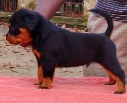 DogsIndia.com - Rottweiler - Rajan