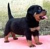 DogsIndia.com - Rottweiler - Rajan