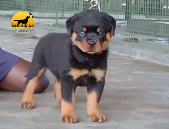 DogsIndia.com - Rottweiler - Rajan