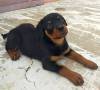 DogsIndia.com - Rottweiler - Samuvel