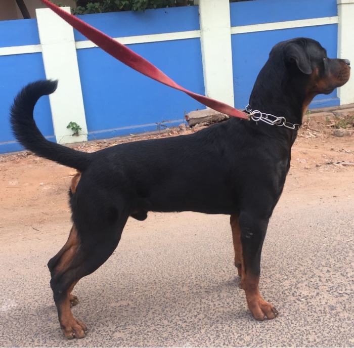 DogsIndia.com - Rottweiler - Samuvel 