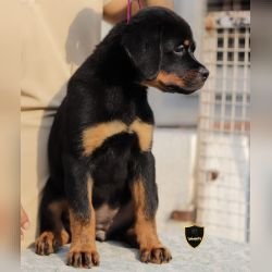 DogsIndia.com - Rottweiler - Sawant's Kennel - Nilesh Sawant