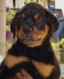 DogsIndia.com - Rottweiler - Siddharth Yadav