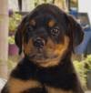 DogsIndia.com - Rottweiler - Siddharth Yadav