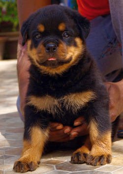 DogsIndia.com - Rottweiler - Siddharth Yadav