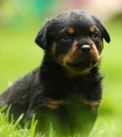 DogsIndia.com - Rottweiler - Kennel Ballack - Siva (Ooty)