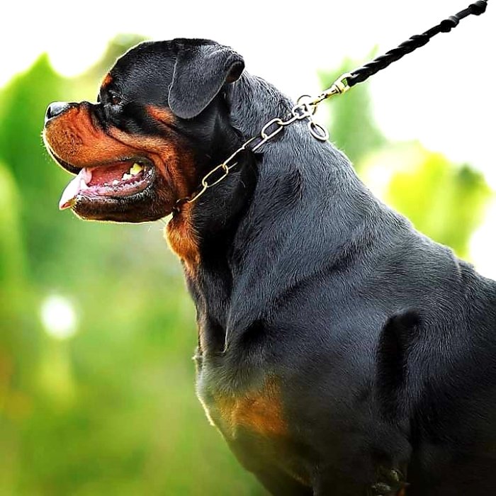 DogsIndia.com - Rottweiler - Kennel Ballack - Siva (Ooty)