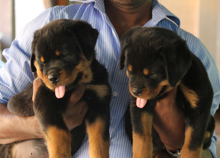 DogsIndia.com - Rottweiler - Wonder Rock Kennels