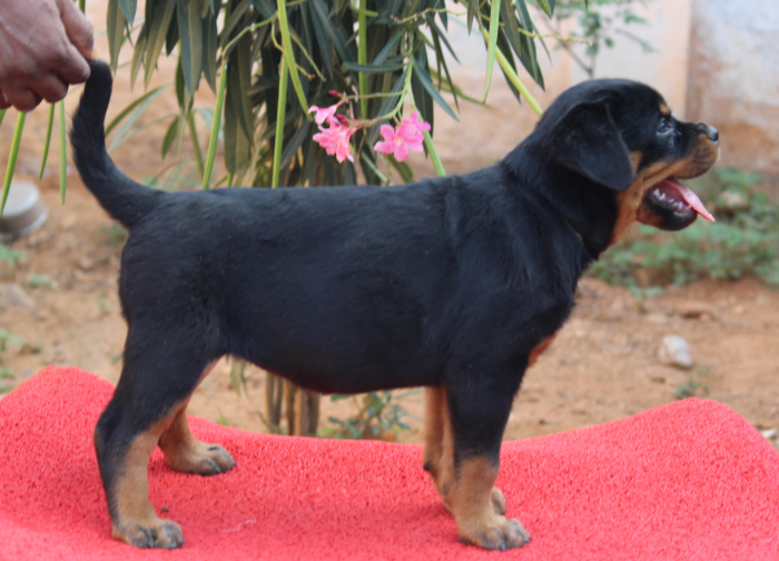 DogsIndia.com - Rottweiler - Wonder Rock Kennels