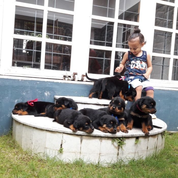 DogsIndia.com - Rottweiler - Nirmala (Gudalur)