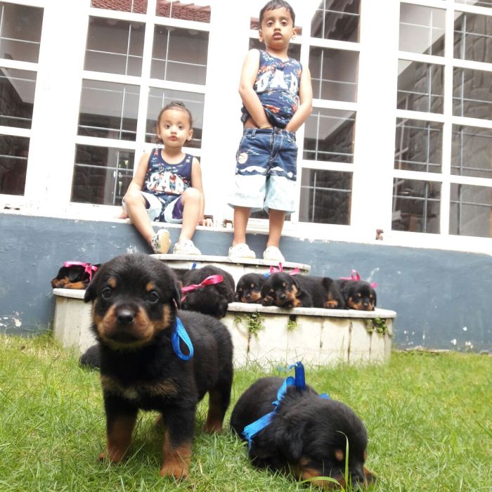 DogsIndia.com - Rottweiler - Nirmala (Gudalur)