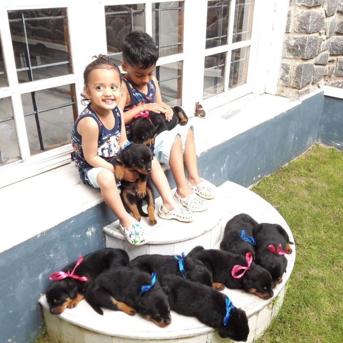 DogsIndia.com - Rottweiler - Nirmala (Gudalur)