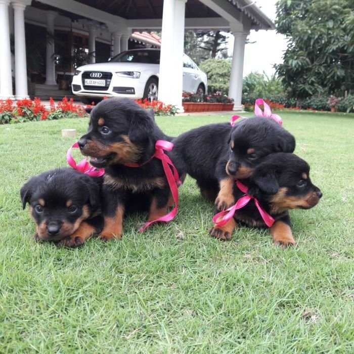 DogsIndia.com - Rottweiler - Nirmala (Gudalur)