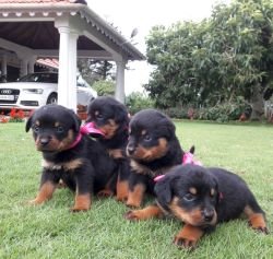 DogsIndia.com - Rottweiler - Nirmala (Gudalur)