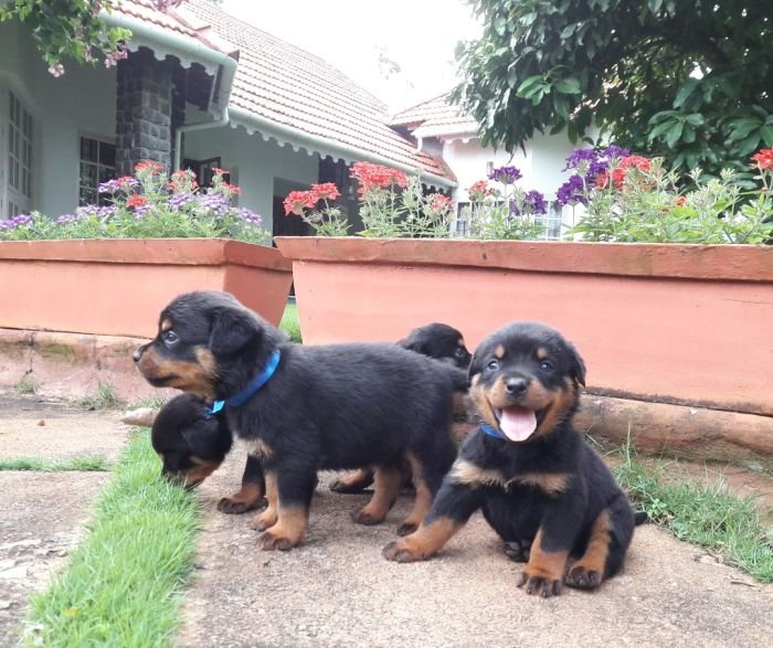 DogsIndia.com - Rottweiler - Nirmala (Gudalur)