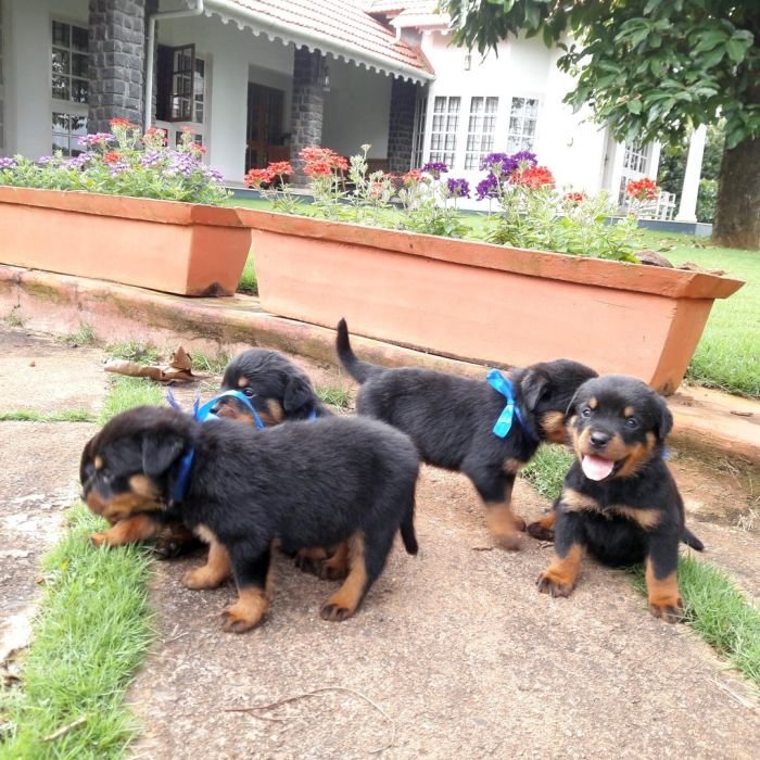 DogsIndia.com - Rottweiler - Nirmala (Gudalur)